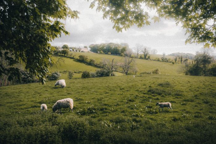Haydon Bridge photograph 15